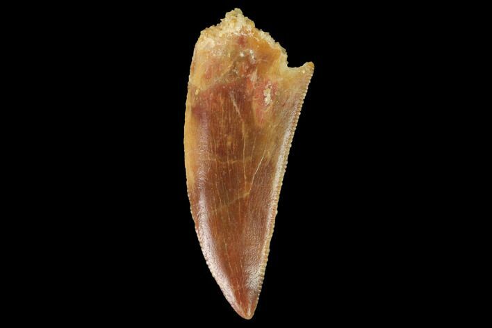 Serrated, Raptor Tooth - Real Dinosaur Tooth #142609